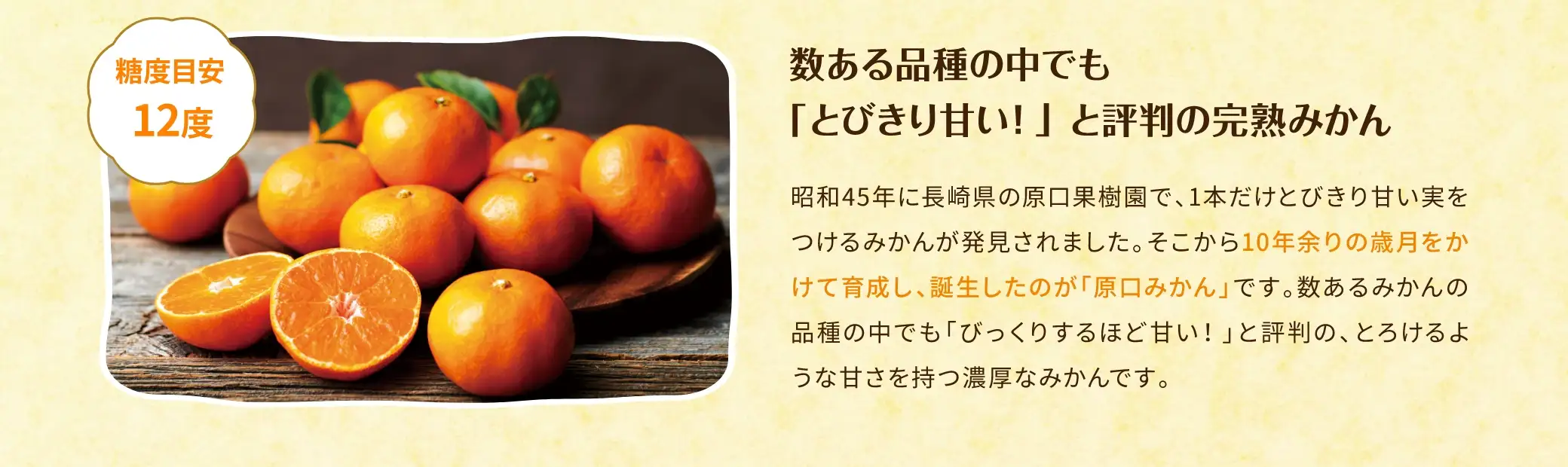 数ある品種の中でも「とびきり甘い！」と評判の完熟みかん：昭和45年に長崎県の原口果樹園で、1本だけとびきり甘い実をつけるみかんが発見されました。そこから10年余りの歳月をかけて育成し、誕生したのが「原口みかん」です。数あるみかんの品種の中でも「びっくりするほど甘い！」と評判の、とろけるような甘さを持つ濃厚なみかんです。