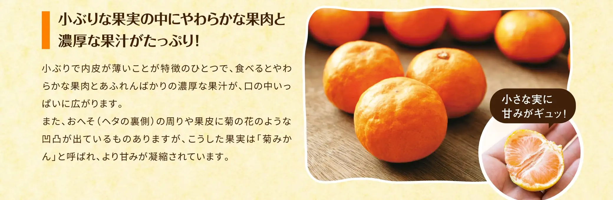 小ぶりな果実の中にやわらかな果肉と濃厚な果汁がたっぷり！：小ぶりで内皮が薄いことが特徴のひとつで、食べるとやわらかな果肉とあふれんばかりの濃厚な果汁が、口の中いっぱいに広がります。また、おへそ（ヘタの裏側）の周りや果皮に菊の花のような凹凸が出ているものもありますが、こうした果実は「菊みかん」と呼ばれ、より甘みが凝縮されています。