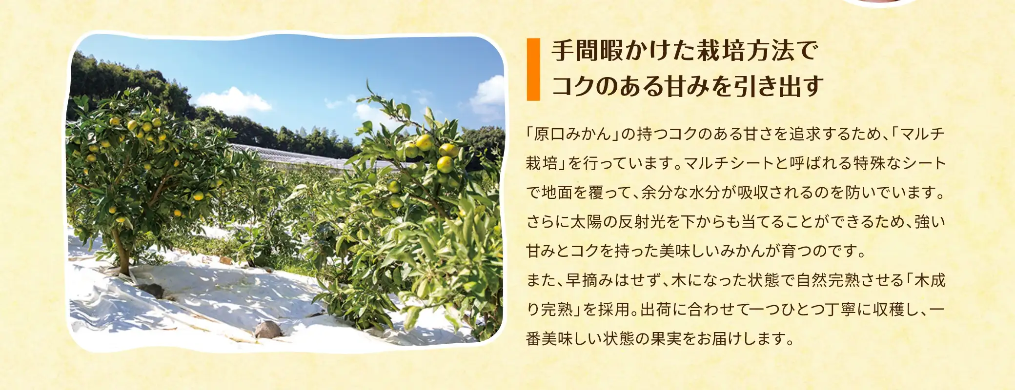 手間暇かけた栽培方法でコクのある甘みを引き出す：「原口みかん」の持つコクのある甘さを追求するため、「マルチ栽培」を行っています。マルチシートと呼ばれる特殊なシートで地面を覆って、余分な水分が吸収されるのを防いでいます。さらに太陽の反射光を下からも当てることができるため、強い甘みとコクを持った美味しいみかんが育つのです。また、早摘みはせず、木になった状態で自然完熟させる「木成り完熟」を採用。出荷に合わせて一つひとつ丁寧に収穫し、一番美味しい状態の果実をお届けします。