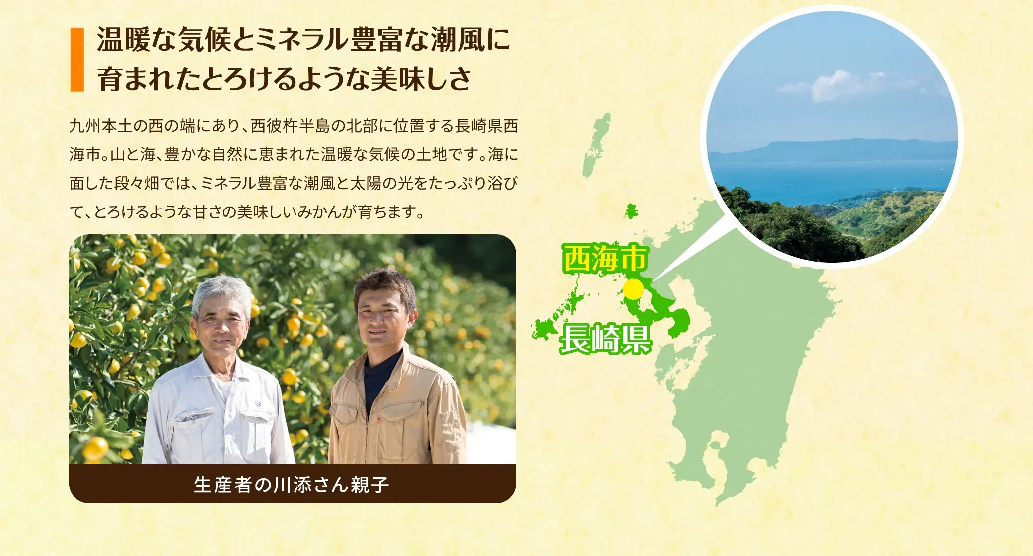 温暖な気候とミネラル豊富な潮風に育まれたとろけるような美味しさ：九州本土の西の端にあり、西彼杵半島の北部に位置する長崎県西海市。山と海、豊かな自然に恵まれた温暖な気候の土地です。海に面した段々畑では、ミネラル豊富な潮風と太陽の光をたっぷり浴びて、とろけるような甘さの美味しいみかんが育ちます。【写真は生産者の川添さん親子】