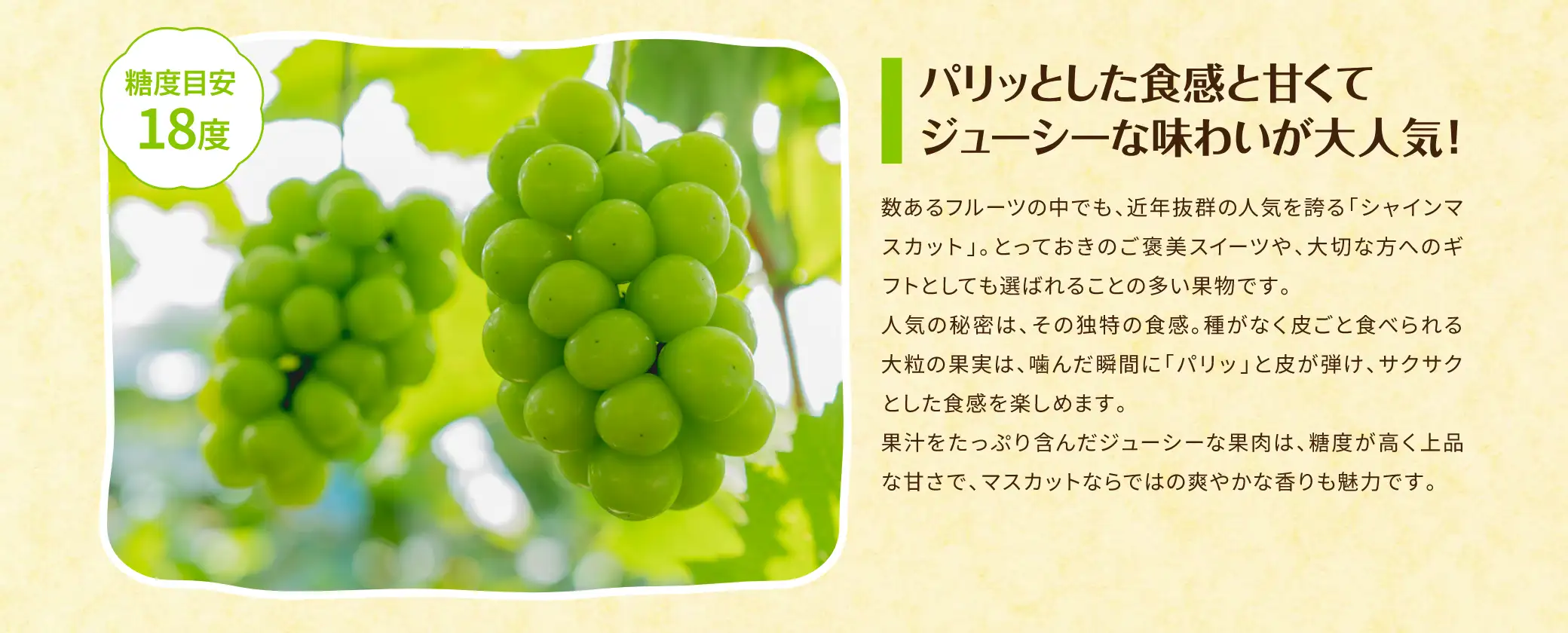 【糖度目安 18度】パリッとした食感と甘くてジューシーな味わいが大人気！／数あるフルーツの中でも、近年抜群の人気を誇る「シャインマスカット」。とっておきのご褒美スイーツや、大切な方へのギフトとしても選ばれることの多い果物です。人気の秘密は、その独特の食感。種がなく皮ごと食べられる大粒の果実は、噛んだ瞬間に「パリッ」と皮が弾け、サクサクとした食感を楽しめます。果汁をたっぷり含んだジューシーな果肉は、糖度が高く上品な甘さで、マスカットならではの爽やかな香りも魅力です。