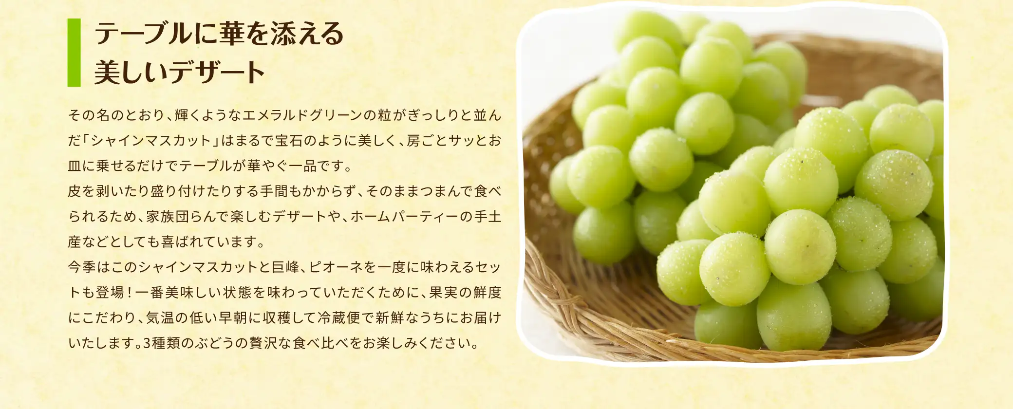 テーブルに華を添える美しいデザート／その名のとおり、輝くようなエメラルドグリーンの粒がぎっしりと並んだ「シャインマスカット」はまるで宝石のように美しく、房ごとサッとお皿に乗せるだけでテーブルが華やぐ一品です。皮を剥いたり盛り付けたりする手間もかからず、そのままつまんで食べられるため、家族団らんで楽しむデザートや、ホームパーティーの手土産などとしても喜ばれています。今季はこのシャインマスカットと巨峰、ピオーネを一度に味わえるセットも登場！一番美味しい状態を味わっていただくために、果実の鮮度にこだわり、気温の低い早朝に収穫して冷蔵便で新鮮なうちにお届けいたします。3種類のぶどうの贅沢な食べ比べをお楽しみください。
