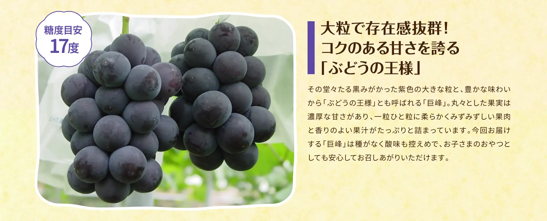 【糖度目安 17度】大粒で存在感抜群！コクのある甘さを誇る「ぶどうの王様」／その堂々たる黒みがかった紫色の大きな粒と、豊かな味わいから「ぶどうの王様」とも呼ばれる「巨峰」。丸々とした果実は濃厚な甘さがあり、一粒ひと粒に柔らかくみずみずしい果肉と香りのよい果汁がたっぷりと詰まっています。今回お届けする「巨峰」は種がなく酸味も控えめで、お子さまのおやつとしても安心してお召しあがりいただけます。