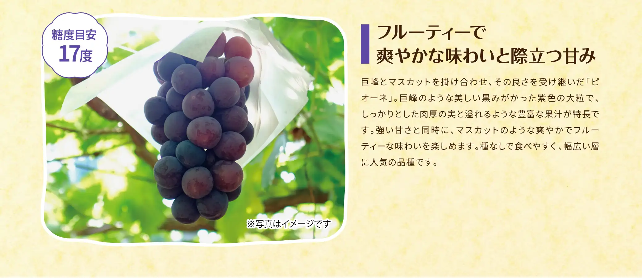 【糖度目安 17度】フルーティで爽やかな味わいと際立つ甘み／巨峰とマスカットを掛け合わせ、その良さを受け継いだ「ピオーネ」。巨峰のような美しい黒みがかった紫色の大粒で、しっかりとした肉厚の実と溢れるような豊富な果汁が特長です。強い甘さと同時に、マスカットのような爽やかでフルーティーな味わいを楽しめます。種なしで食べやすく、幅広い層に人気の品種です。