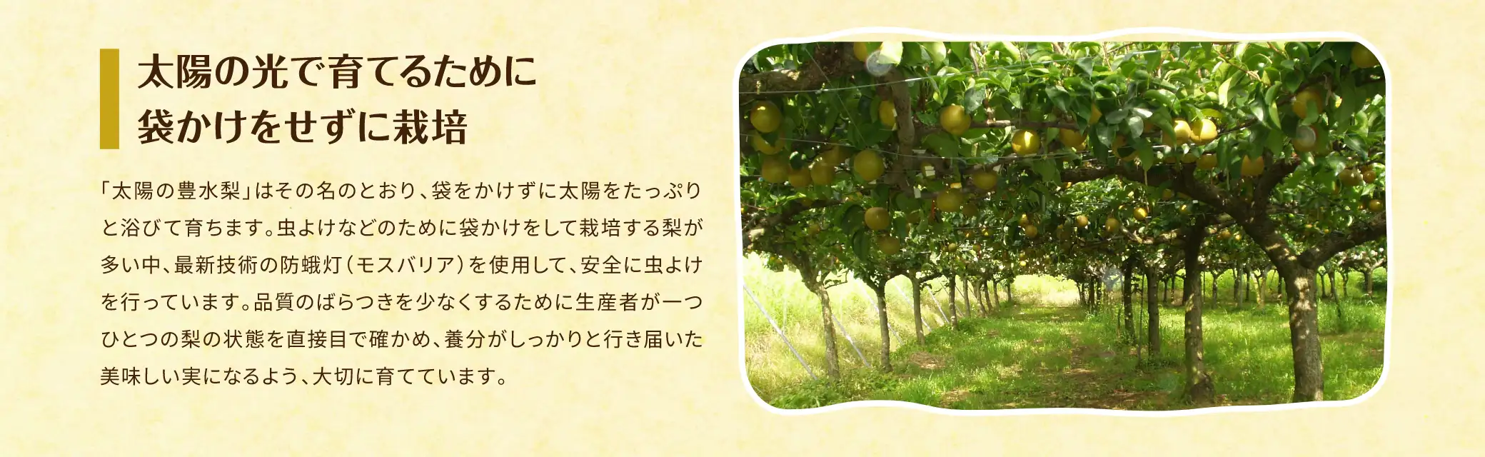 太陽の光で育てるために袋かけをせずに栽培／「太陽の豊水梨」はその名のとおり、袋をかけずに太陽をたっぷりと浴びて育ちます。虫よけなどのために袋かけをして栽培する梨が多い中、最新技術の防蛾灯（モスバリア）を使用して、安全に虫よけを行っています。品質のばらつきを少なくするために生産者が一つひとつの梨の状態を直接目で確かめ、養分がしっかりと行き届いた美味しい実になるよう、大切に育てています。