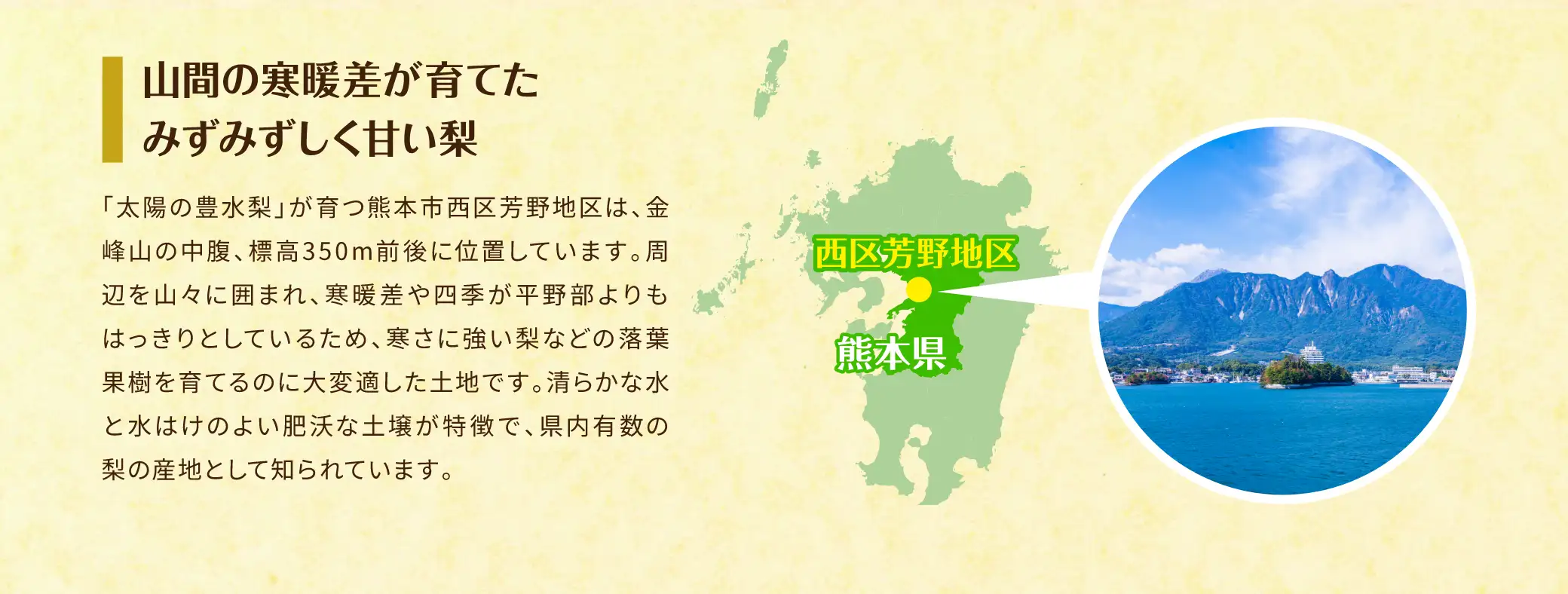 山間の寒暖差が育てたみずみずしく甘い梨／「太陽の豊水梨」が育つ熊本市西区芳野地区は、金峰山の中腹、標高350m前後に位置しています。周辺を山々に囲まれ、寒暖差や四季が平野部よりもはっきりとしているため、寒さに強い梨などの落葉果樹を育てるのに大変適した土地です。清らかな水と水はけのよい肥沃な土壌が特長で、県内有数の梨の産地として知られています。