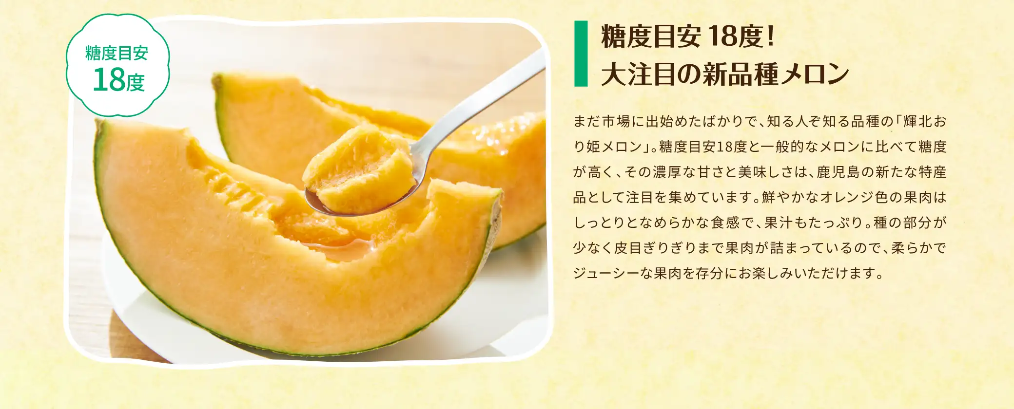 【糖度目安18度】糖度目安18度！大注目の新品種メロン／まだ市場に出始めたばかりで、知る人ぞ知る品種の「輝北お姫メロン」。糖度目安18度と一般的なメロンに比べて糖度が高く、その濃厚な甘さと美味しさは、鹿児島の新たな特産品として注目を集めています。鮮やかなオレンジ色の果肉はしっとりとなめらかな食感で、果汁もたっぷり。種の部分が少なく皮目ぎりぎりまで果肉が詰まっているので、柔らかでジューシーな果肉を存分にお楽しみいただけます。