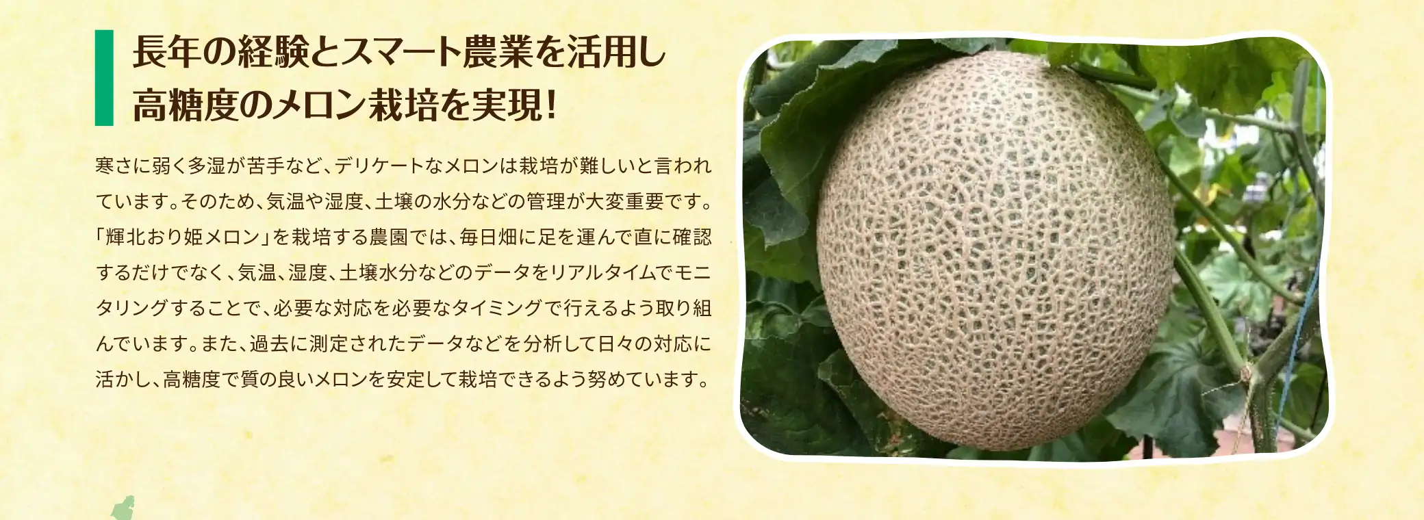 長年の経験とスマート農業を活用し高糖度のメロン栽培を実現！／寒さに弱く多湿が苦手など、デリケートなメロンは栽培が難しいと言われています。そのため、気温や湿度、土壌の水分などの管理が大変重要です。「輝北おり姫メロン」を栽培する農園では、毎日畑に足を運んで直に確認するだけでなく、気温、湿度、土壌水分などのデータをリアルタイムでモニタリングすることで、必要な対応を必要なタイミングで行えるよう取り組んでいます。また、過去に測定されたデータなどを分析して日々の対応に活かし、高糖度で質の良いメロンを安定して栽培できるよう努めています。