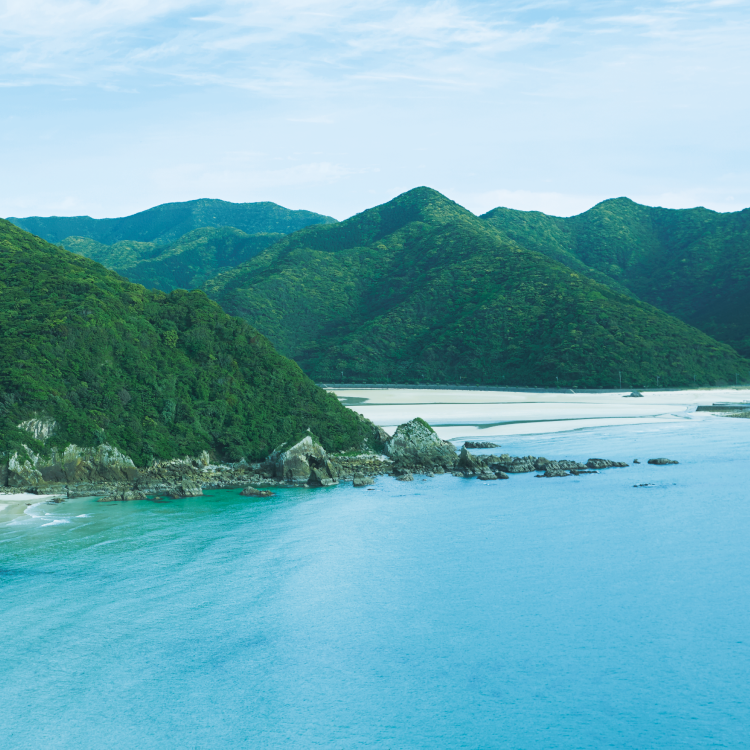 五島の海の新鮮な鯛