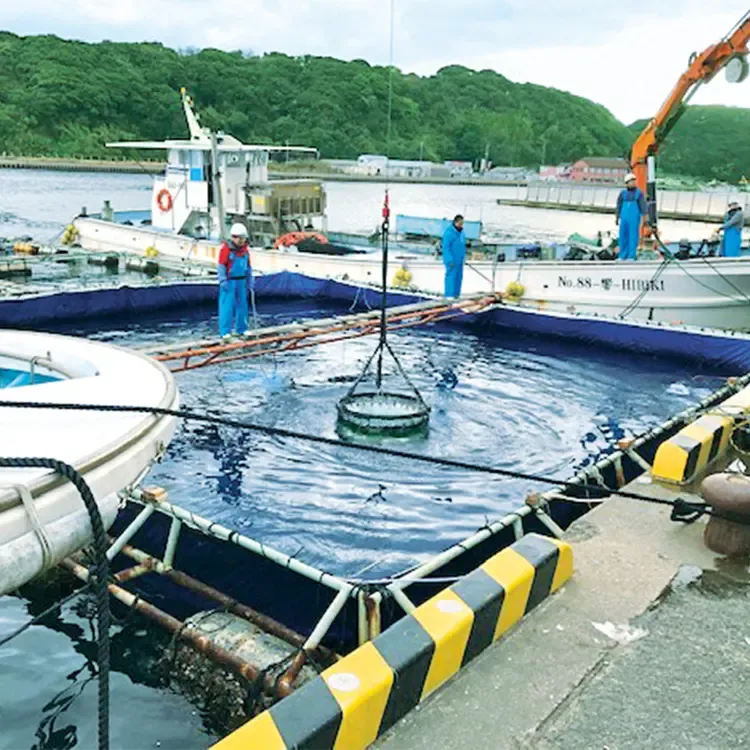 玄海灘で育てた貴重なサーモン