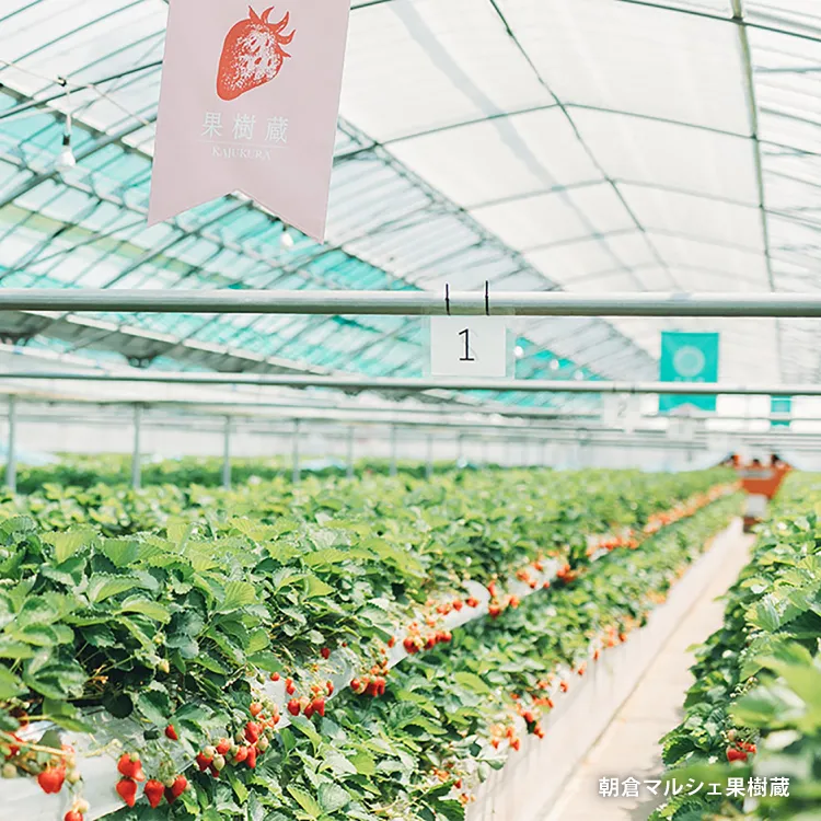 福岡県産のあまおうを贅沢に使用