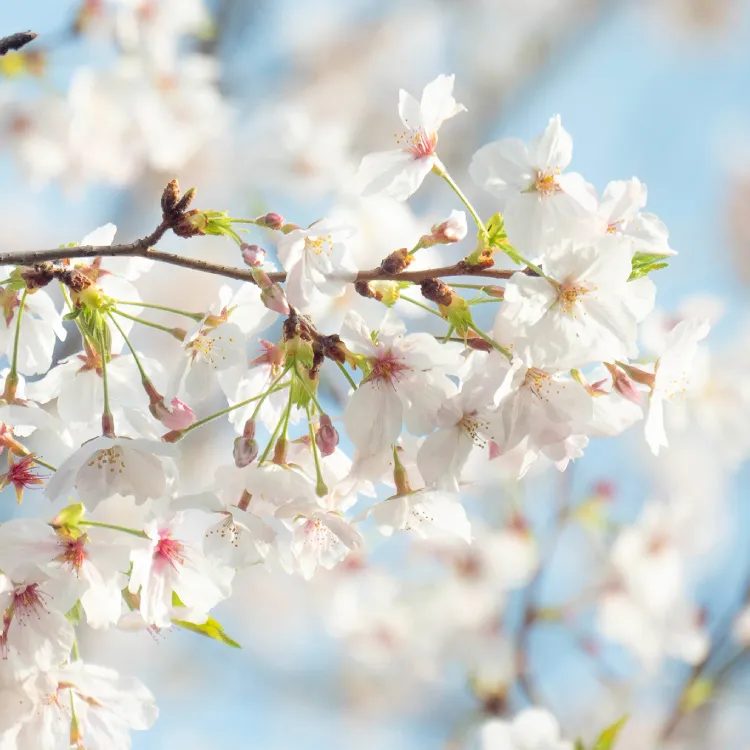 桜の余韻